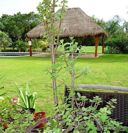 B&B Mom'S House Puerto Aventuras Ngoại thất bức ảnh